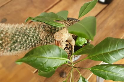 Cuando el tutor que usás para un cactus también brota; en la foto, Mammilaria spinosissima y Solandra maxima