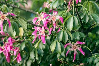 Equinoccio de Primavera: cuándo es y a qué hora empieza