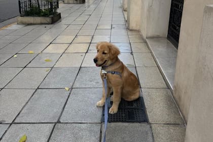 Cuándo es la reunión de perros Golden que buscará superar todos los récords