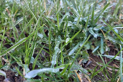 cuando hay heladas hay que regar, pero en menor frecuencia. El sustrato debe estar húmedo, para que las raíces que siguen trabajando absorban humead y la desparramen.