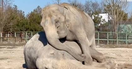 Cuando Jenny colapsó de manera repentina, los cuidadores apenas pudieron reaccionar