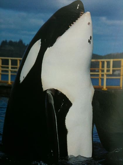 Cuando Keiko llegó al acuario en Oregon ya tenía una enfermedad avanzada en la piel