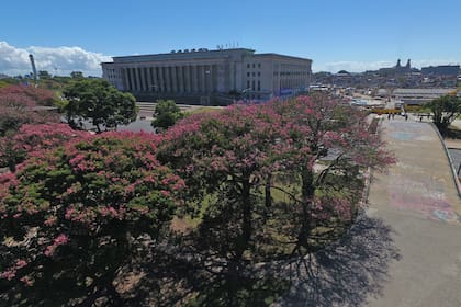 Cuando la ciudad se empieza a vestir de marrón por el otoño, los palo borrachos florecen
