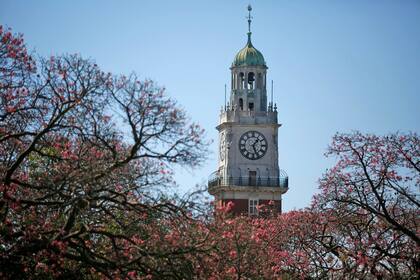 Cuando la ciudad se empieza a vestir de marrón por el otoño, los palo borrachos florecen