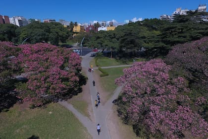 Cuando la ciudad se empieza a vestir de marrón por el otoño, los palo borrachos florecen