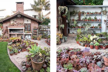 Cuando la colección comenzó a crecer, primero ocupó la parrilla, de a poco fueron tomando el patio y la mitad del jardín para crear el vivero. 