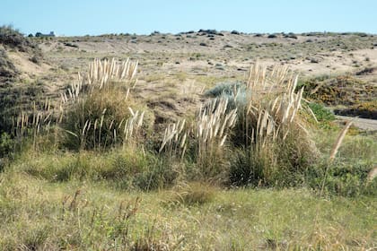 Cuando la elección botánica es acertada, el jardín marítimo se puede convertir en un paisaje atractivo y con identidad propia