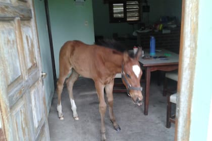 Cuando la puerta de la casa estaba abierta, Mimoso Soñado se metía adentro a buscar comida