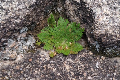 Cuando las condiciones de humedad son escasas, la rosa de resurrección entra en “latencia” y parece secarse por completo, pero con una ligera lluvia revive en cuestión de horas