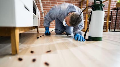 Cuando las cucarachas son una plaga difícil de eliminar se debe recurrir a ayuda profesional