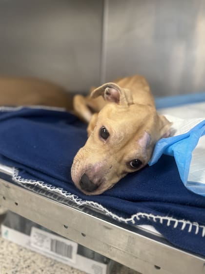 Cuando Lexi fue rescatada, pesaba tan solo 8 kg, su temperatura era peligrosamente baja y su mirada estaba distante y vacía.