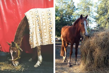 Cuando Lilo pudo ponerse de pie, el panorama sobre su recuperación cambió.
