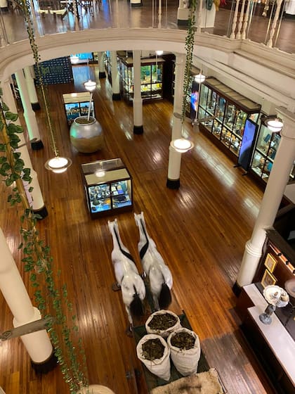 Cuando llegaron los colonizadores españoles, adoptaron rápidamente la costumbre, y fueron las misiones jesuíticas a partir del siglo XVII las que lograron sistematizar su cultivo y producción, convirtiéndola en una mercancía valiosa