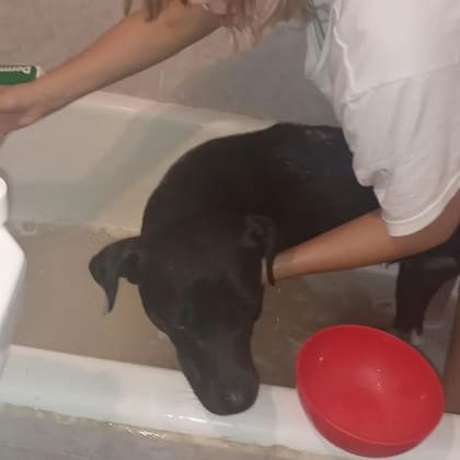 Cuando lo rescataron, Max estaba sucio, lleno de pulgas y garrapatas