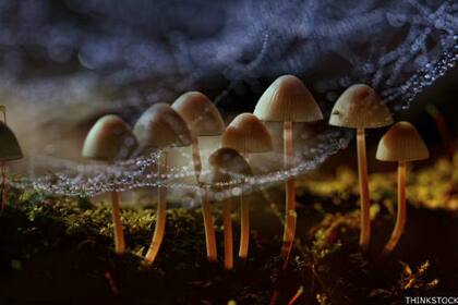 Cuando los duendes bailan...