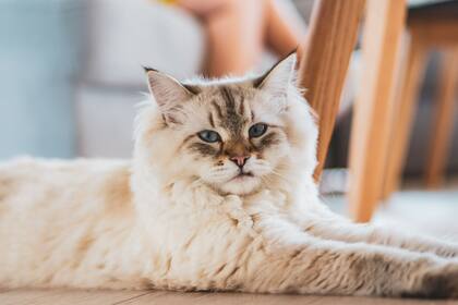 Cuando los gatos alcanzan la madurez sexual, es decir a partir de los 6 o 7 meses de edad, el marcaje se presenta como una respuesta hormonal a los andrógenos
