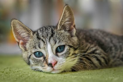 Cuando los gatos se eferman suelen cambiar radicalmente su comportamiento