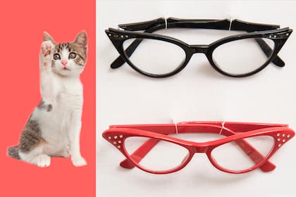 Cuando los ojos de un gato pasan a ser el marco de un par de anteojos