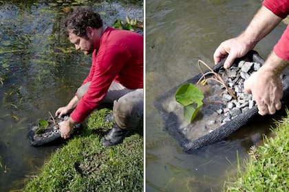 Cuando los rizomas ya están divididos y fueron replantados en sus contenedores, pueden volver al agua.