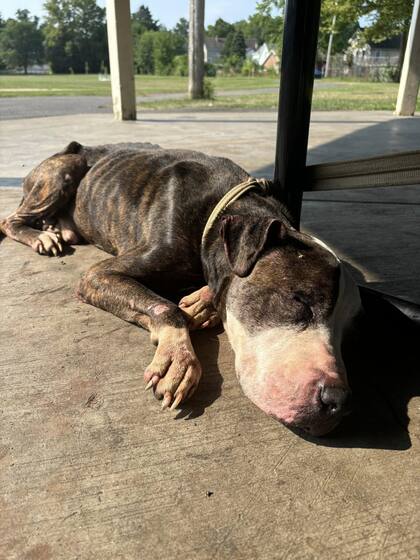 Cuando Max fue encontrado, estaba visiblemente delgado y tenía las uñas largas.