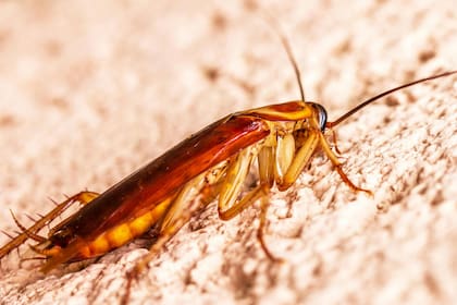 Cuando mueren, los cuerpos en descomposición de las cucarachas también generan un olor muy peculiar debido al ácido oleico que producen. Cuando las cucarachas jóvenes mudan, igualmente dejan un aroma.