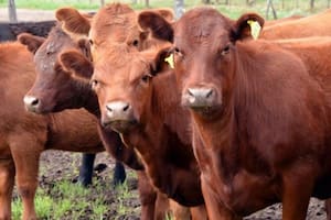 Cuando no hay trabas, la producción crece