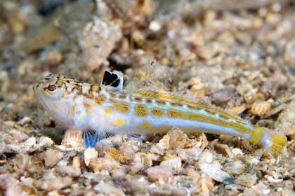 Cuando pica un pez araña hay que salir del agua inmediatamente y poner calor en la zona