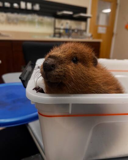 Cuando se acercaron, el animal no intentó escapar, no adoptó una postura de defensa, ni golpeó la cola con fuerza contra el suelo, algo inusual en animales salvajes.