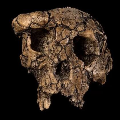 Cuando se analizó en 2002 el cráneo, los científicos apodaron a quien habría sido su dueño Toumaï, que significa "esperanza de vida" en una lengua de Chad
