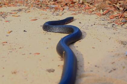 Cuando se divisa una serpiente hay que huir en la dirección opuesta de manera lenta, ya que estas atacan al movimiento