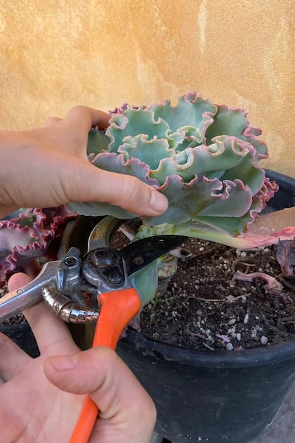 Cuando se forma un tallo largo con hojas sólo en la punta, llega el momento de despuntar y formar una nueva planta