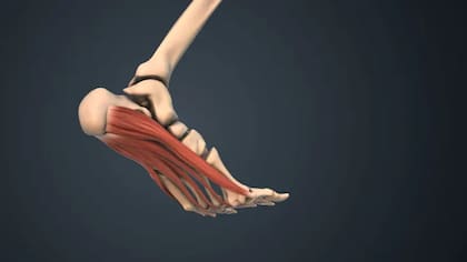 Cuando se presentan problemas con la fascia, ese tejido conectivo de la planta del pie, se le conoce como fascitis plantar