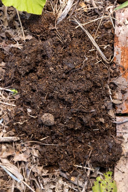 Cuando se toma entre las manos, el sustrato sano se desmenuza suave, manteniendo cierta cohesión