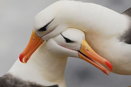 Cuando un albatro alcanza entre 6 y 10 años de edad, por lo general comienza a buscar pareja