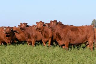Tres herramientas para ganar más en los campos ganaderos