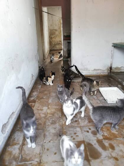 Cuando Verónica conoció el lugar, los gatos no tenían bandejas sanitarias. Solo alimento de mala calidad y agua.