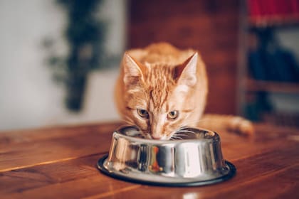 Cuántas veces por día debe comer un gato (Foto: iStock)