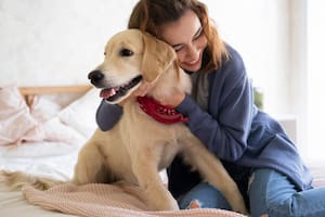 Cuánto cuesta realmente mantener un perro en Argentina hoy