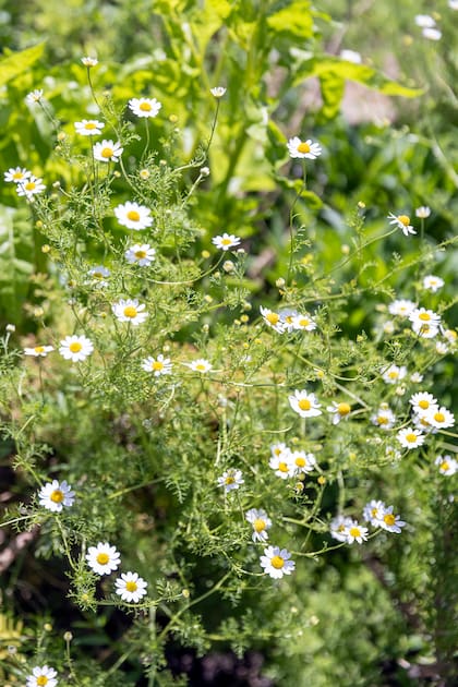 Cuanto más se la cuida, más florece y más beneficios ofrece la manzanilla