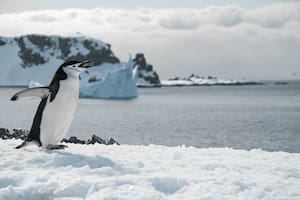 ¿Cuál es la especie de pingüinos más alta?