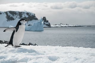 ¿Cuál es la especie de pingüinos más alta?