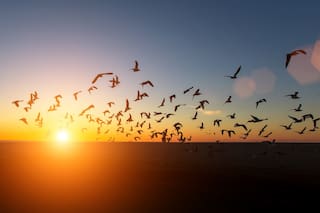 ¿Qué animal realiza la migración más larga del mundo?