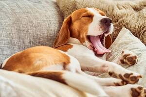 ¿Cuánto deben dormir los perros por día? Esto es lo que dicen los expertos