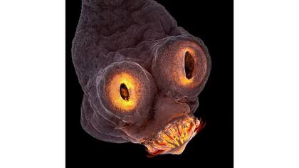 Cuarto puesto del Nikon Small World 2017