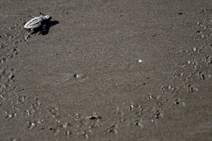 Cuatro de las siete de especies de tortugas marinas desovan en las playas de Panamá