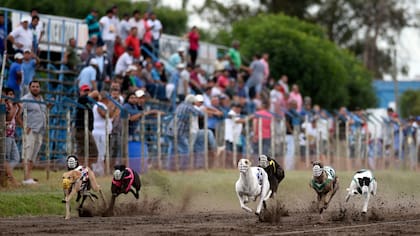 Cuatro días después de que el Congreso votara la prohibición de las carreras de galgos, se disputó ayer la semifinal del campeonapo nacional
