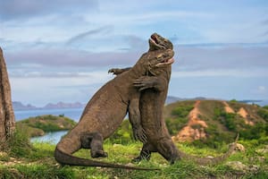 Video: la tremenda pelea entre cuatro dragones de Komodo