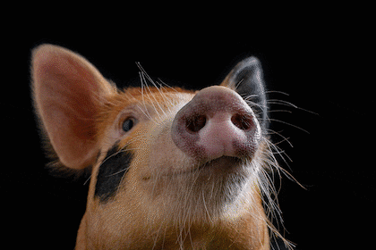 Cuatro fotografías de la sesión que protagonizó Pochi