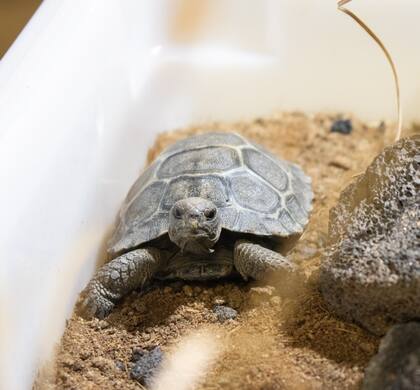 Cuatro nuevas crías llegaron al mundo gracias a un cuidadoso proceso de incubación artificial