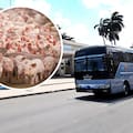 En Cuba, los autobuses de un municipio funcionarán con desechos de cerdos